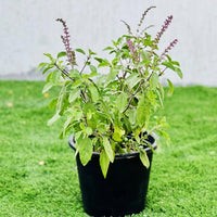 Holy Basil Samen Germinating in Warm Soil