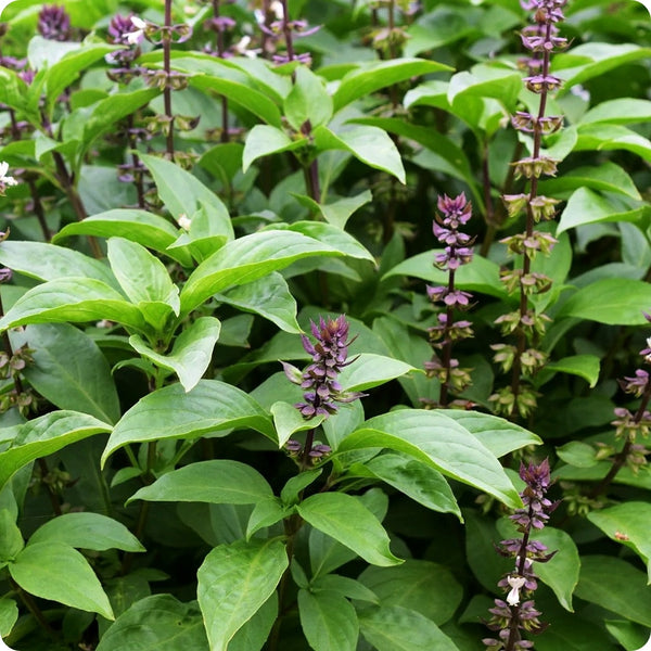 Tulsi Krishna Basil Samen Ocimum sanctum producing purple stemmed basil Pflanzen