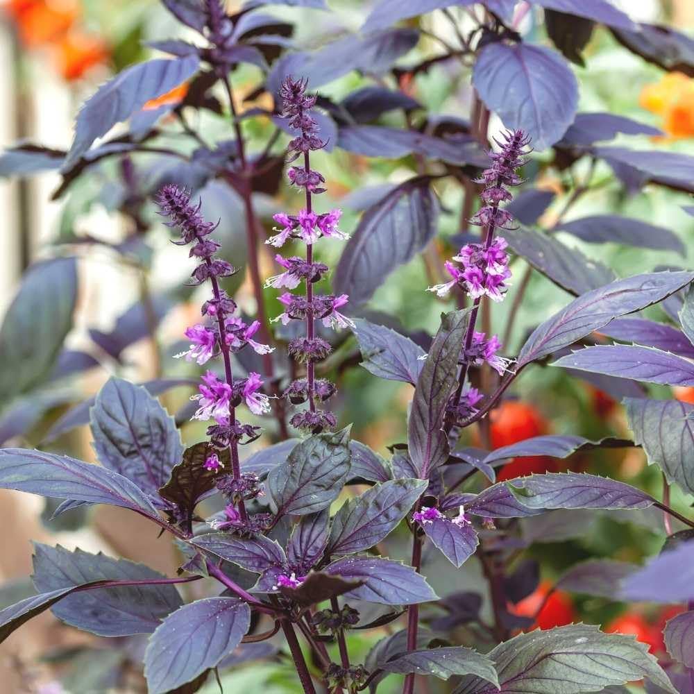 Purple Krishna Tulsi Seedlings Anbau Indoors in Pots
