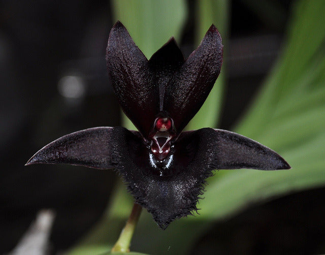 Schwarz Cymbidium Faberi Blumensamen zur Aussaat Garten beliebt Traditionssorte & ohne Gentechnik Samen Hausgarten