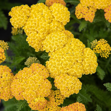 Gelb Achillea Millefolium Blumensamen zur Aussaat – Halbschatten verträglich – Traditionssorte & ohne Gentechnik Samen Hausgarten