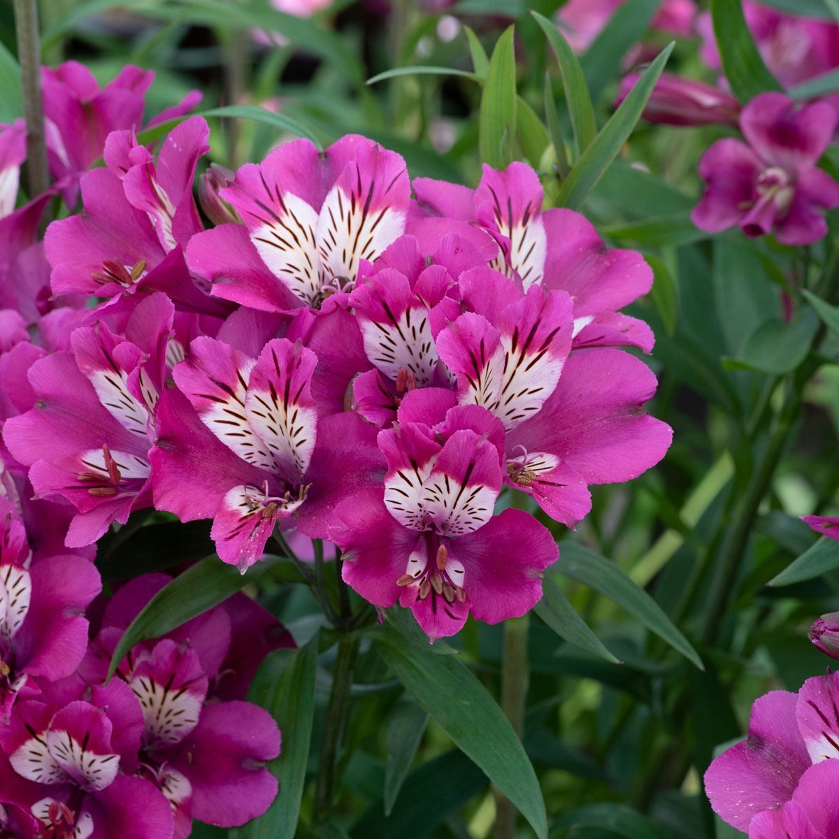 Alstroemeria Blumensamen zur Aussaat kompakt Wuchs Traditionssorte & ohne Gentechnik Samen Hausgarten