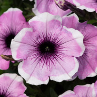 Blush Rosa Petunie Blumensamen zur Aussaat Halbschatten verträglich Traditionssorte & ohne Gentechnik Samen Hausgarten