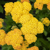 Gelb Achillea Blumensamen zur Aussaat – duftend Blüten – Traditionssorte & ohne Gentechnik Samen Hausgarten