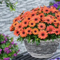 Orange und Blau William Kapkörbchen Blumensamen zur Aussaat leuchtend Blüten Traditionssorte & ohne Gentechnik Samen Hausgarten
