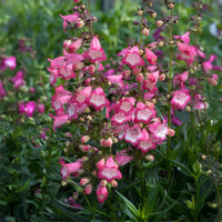 Penstemon Blumensamen zur Aussaat Anzucht Traditionssorte & ohne Gentechnik Samen Hausgarten