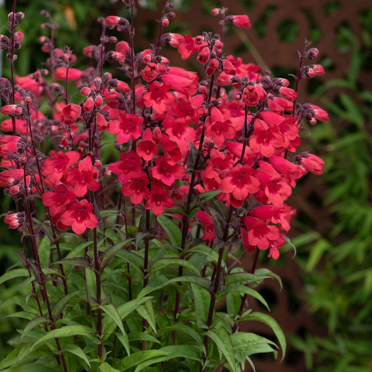Penstemon Blumensamen zur Aussaat Anzucht Traditionssorte & ohne Gentechnik Samen Hausgarten