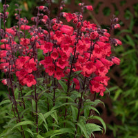 Penstemon Blumensamen zur Aussaat Anzucht Traditionssorte & ohne Gentechnik Samen Hausgarten