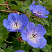 Blau hell Rosa Geranie Blumensamen zur Aussaat sonnenliebend Traditionssorte & ohne Gentechnik Samen Hausgarten