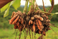 Close-up of Turmeric leaves for Zuhause Garten