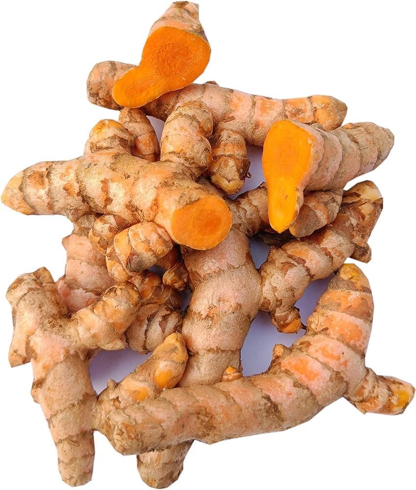 Turmeric Kraut Pflanze with large green leaves
