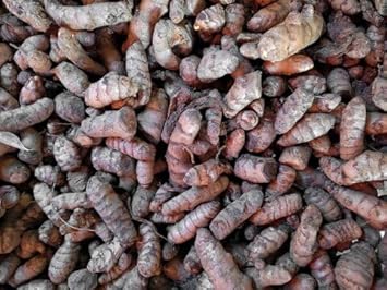 Turmeric Samen for Aussaat in herbal gardens