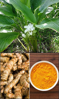 Turmeric blume samen for tropical gardens
