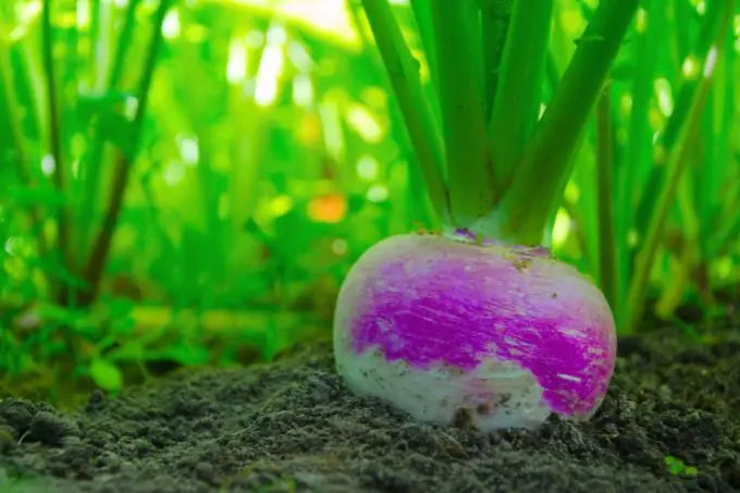 Seventop Turnip Planting Samen - Seed for Abundant Harvest and Fast-Growing Gemüses, Ideal for Home Gardens and Farms