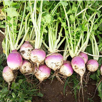Seventop Turnip Planting Samen - Seed for Abundant Harvest and Fast-Growing Gemüses, Ideal for Home Gardens and Farms