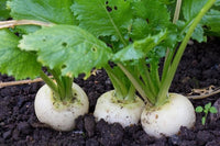 Turnip Plant Samen for Thriving Gemüse Gardens  Perfect zum Pflanzen