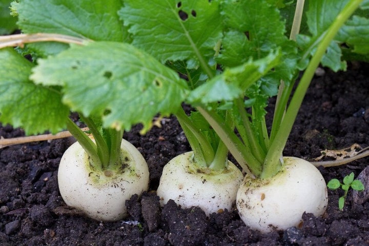 Rutabaga Samen zum Pflanzen  Perfect for Your Gemüse Garden