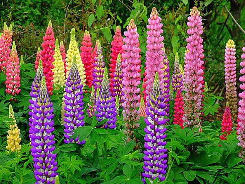 Gemischt Tutti Frutti Lupine Blumensamen zur Aussaat – leuchtend Blüten – Traditionssorte & ohne Gentechnik Samen Hausgarten