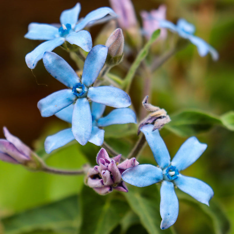selten Tweedia Blumensamen zur Aussaat – Drought verträglich – Traditionssorte & ohne Gentechnik Samen Hausgarten
