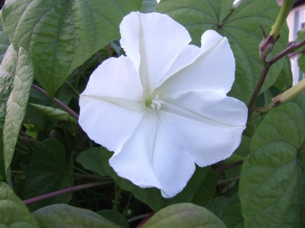 Twinkle star nighttime blume samen for anpflanzung
