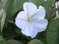 Twinkle star nighttime blume samen for anpflanzung