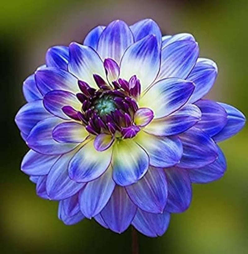 Gelb and blau dahlia blumen in full bloom