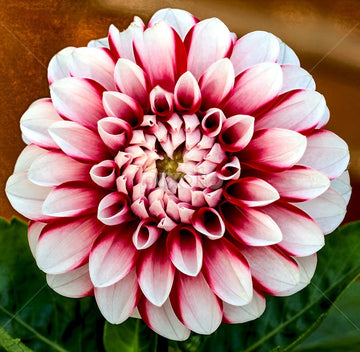 Two-color dahlia blume samen for anpflanzung