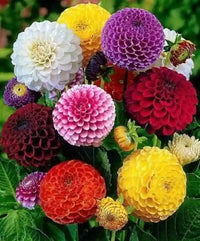 Two color dahlia blume samen for vibrant garten anpflanzung