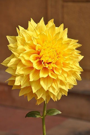 Two-color gelb dahlia blume samen for anpflanzung