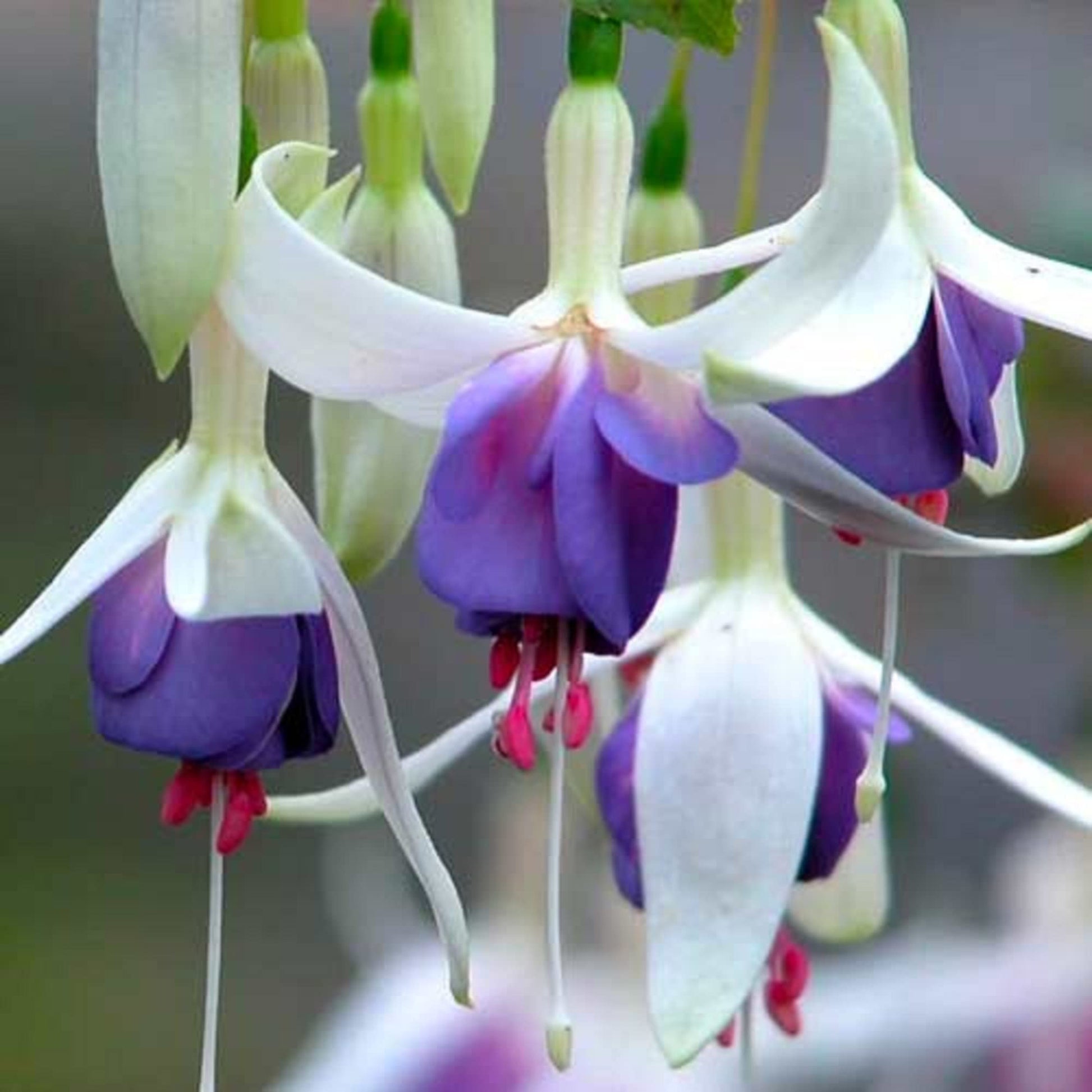 Two-tone fuchsia garten samen for vibrant blooms