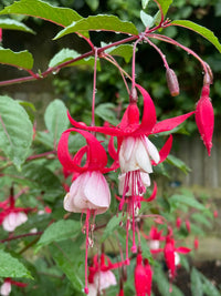 Two-tone fuchsia garten samen for shaded areas