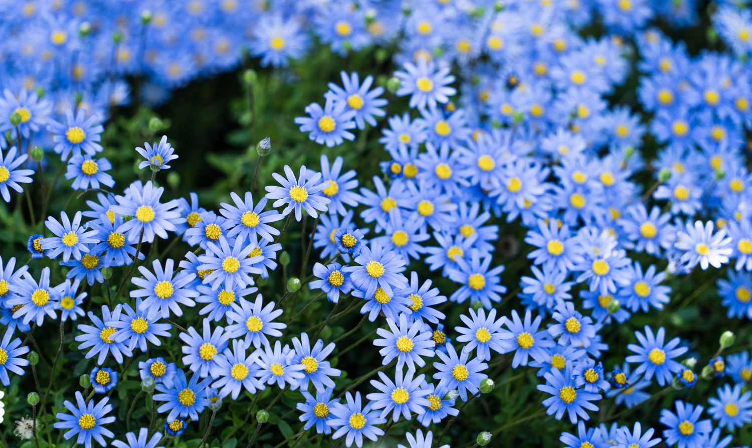Blau Bellis Perennis Blumensamen zur Aussaat – robust Sorte – Traditionssorte & ohne Gentechnik Samen Hausgarten