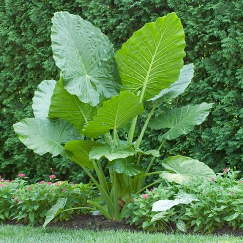Elephant's Ear Blumensamen zur Aussaat – lang Blüte Saison – Traditionssorte & ohne Gentechnik Samen Hausgarten