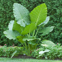 Elephant's Ear Blumensamen zur Aussaat – lang Blüte Saison – Traditionssorte & ohne Gentechnik Samen Hausgarten