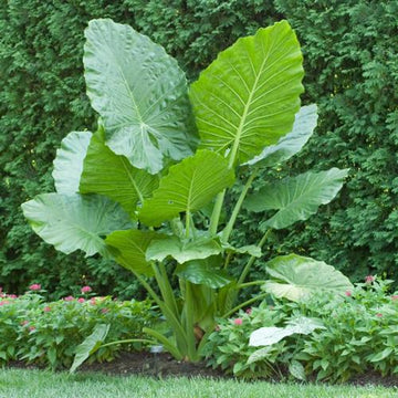 Elephant's Ear Blumensamen zur Aussaat – lang Blüte Saison – Traditionssorte & ohne Gentechnik Samen Hausgarten