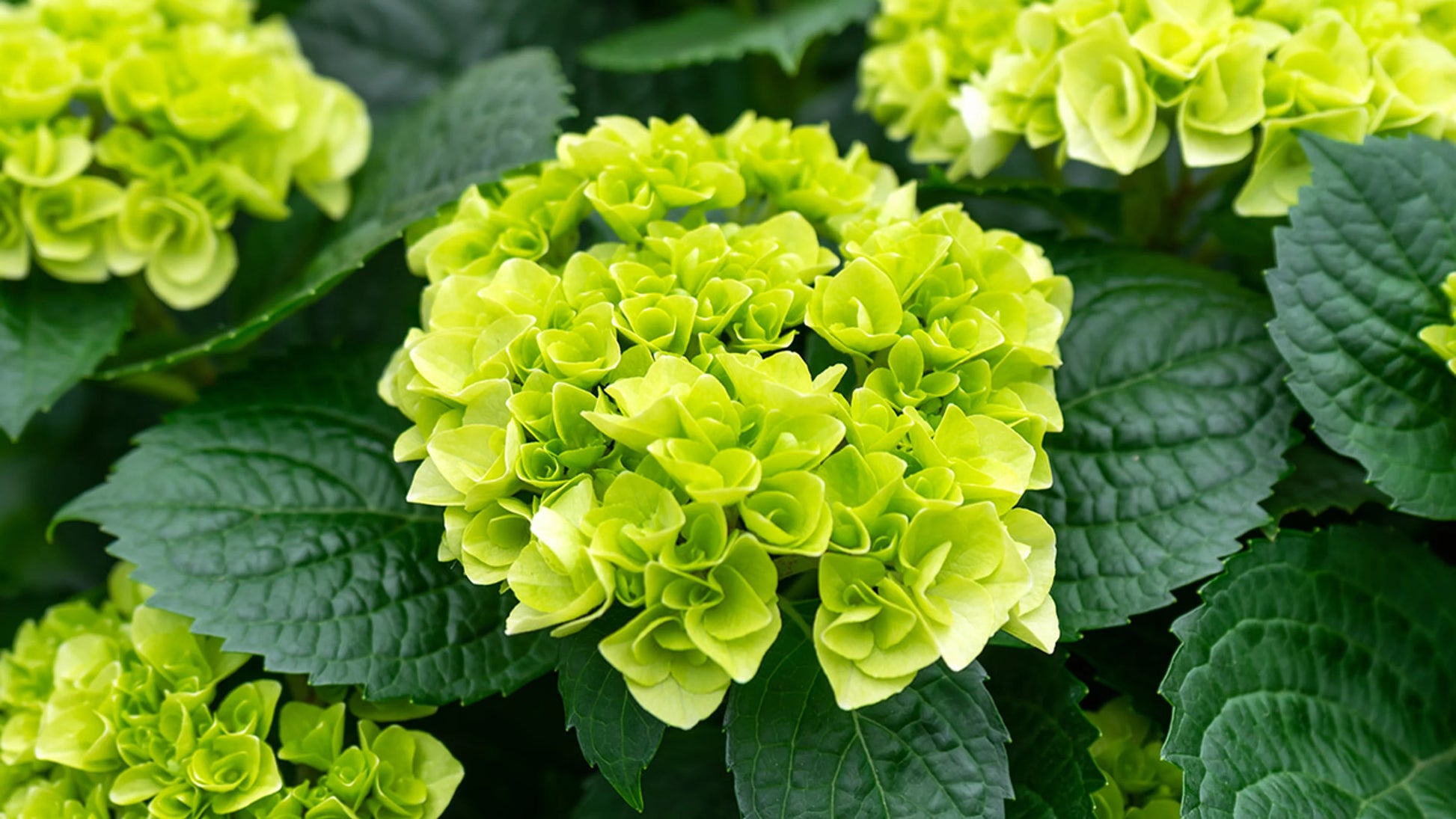 hell Grün Hortensie Blumensamen zur Aussaat – Bestäuber freundlich – Traditionssorte & ohne Gentechnik Samen Hausgarten