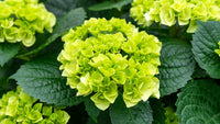 hell Grün Hortensie Blumensamen zur Aussaat – Bestäuber freundlich – Traditionssorte & ohne Gentechnik Samen Hausgarten