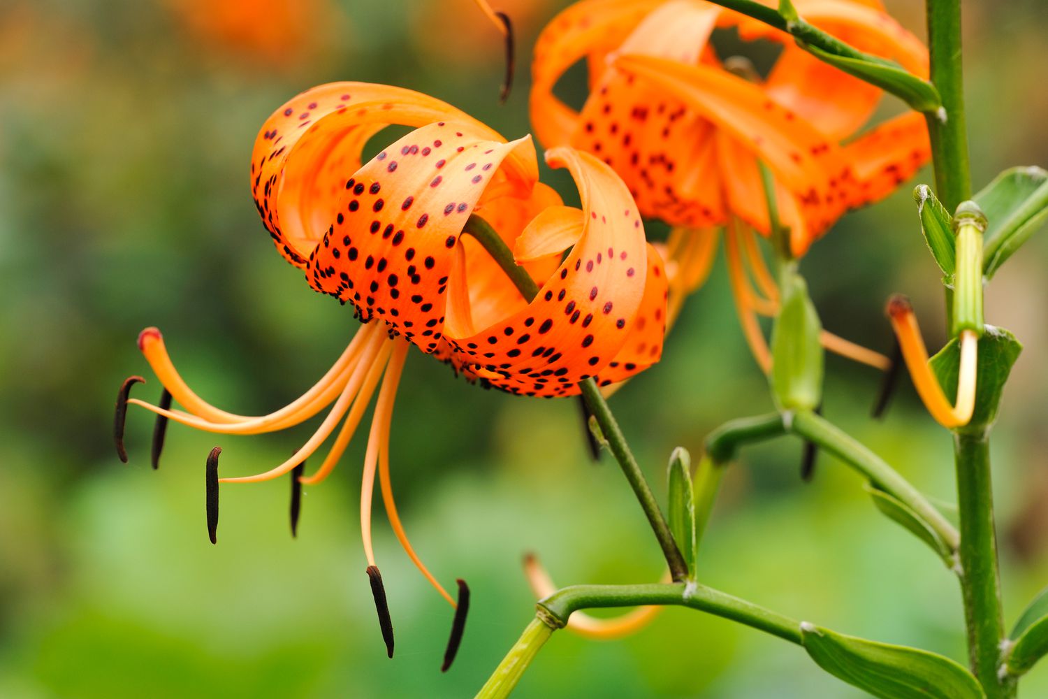 Orange Miniata Blumensamen zur Aussaat – mehrjährig Bloomers