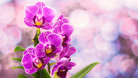 klein Rosa Orchidee Blumensamen zur Aussaat