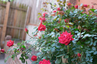 dunkel Rosa gefüllt Petal English Rose Blumensamen zur Aussaat Halbschatten verträglich Traditionssorte & ohne Gentechnik Samen Hausgarten