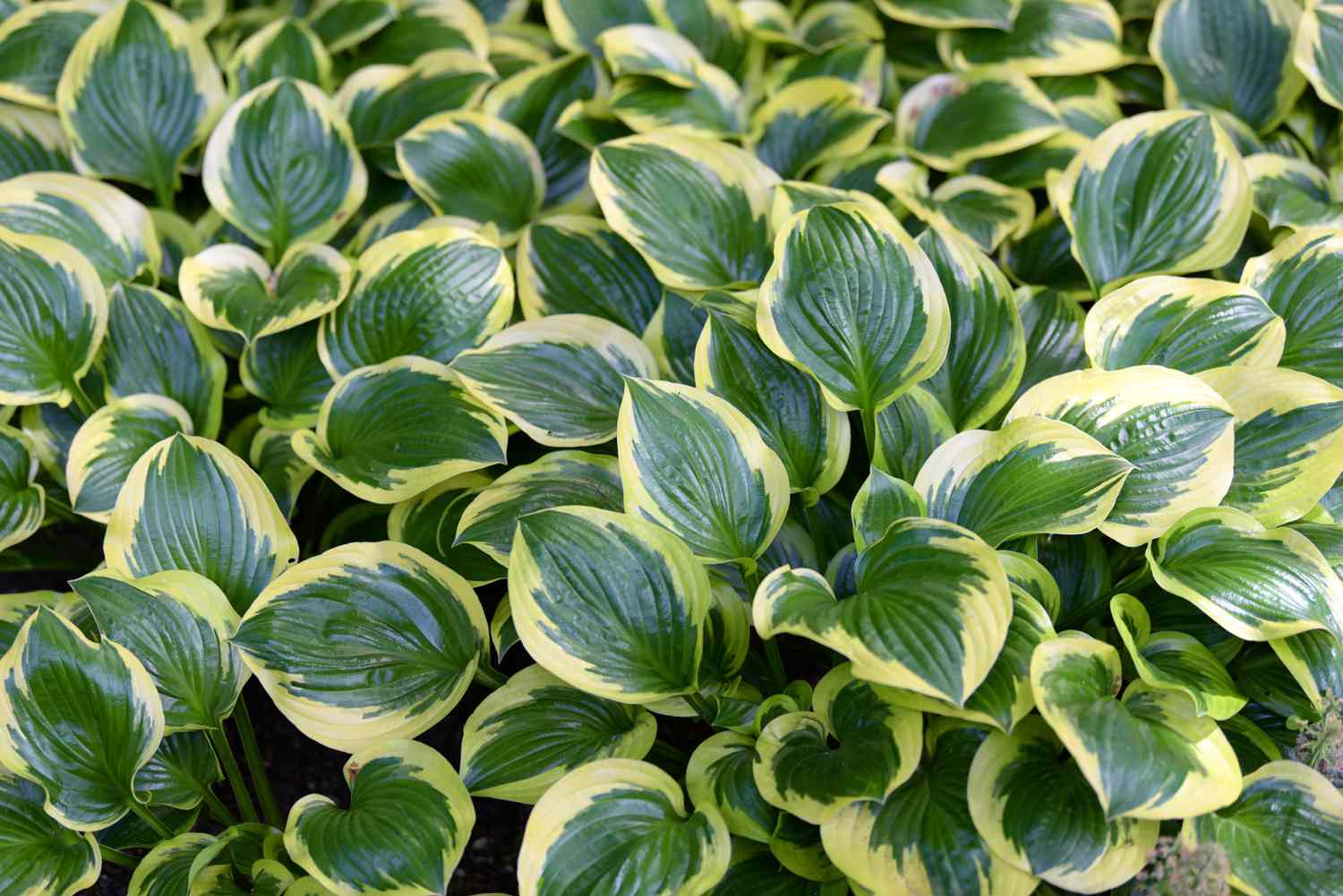 Hosta Blumensamen zur Aussaat leuchtend Traditionssorte & ohne Gentechnik Samen Hausgarten