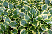Hosta Blumensamen zur Aussaat leuchtend Traditionssorte & ohne Gentechnik Samen Hausgarten
