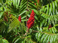 Close-up of typhina tree leaves and branches