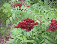 Typhina trees wachsend in home garten landscape