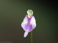 Utricularia Arenaria Blumensamen zur Aussaat – Landhaus Garten wichtig – Traditionssorte & ohne Gentechnik Samen Hausgarten