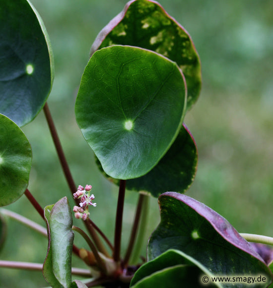 Pilea Blumensamen (mehrfarbige) einzigartig für Innenräume Pflanzen