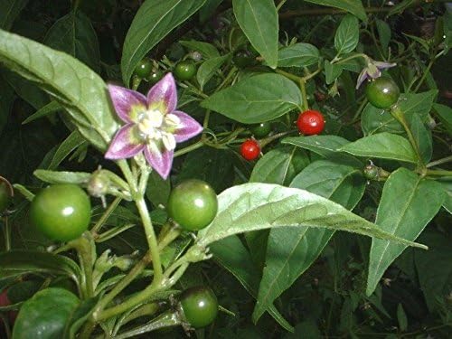 Ulupica hot pepper samen ideal für home gardening