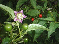 Ulupica hot pepper samen ideal für home gardening