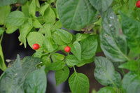 Ulupica hot pepper samen non gmo für aussaat