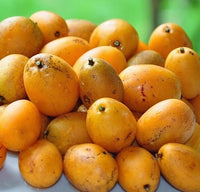 Spondias Fruit Samen zur Aussaat Anzucht tropisch Fruit Trees at Haus